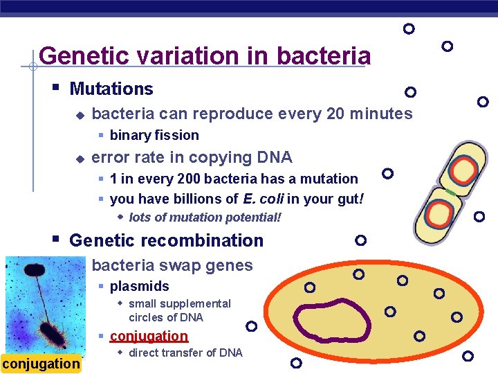 Genetic variation in bacteria § Mutations u bacteria can reproduce every 20 minutes §