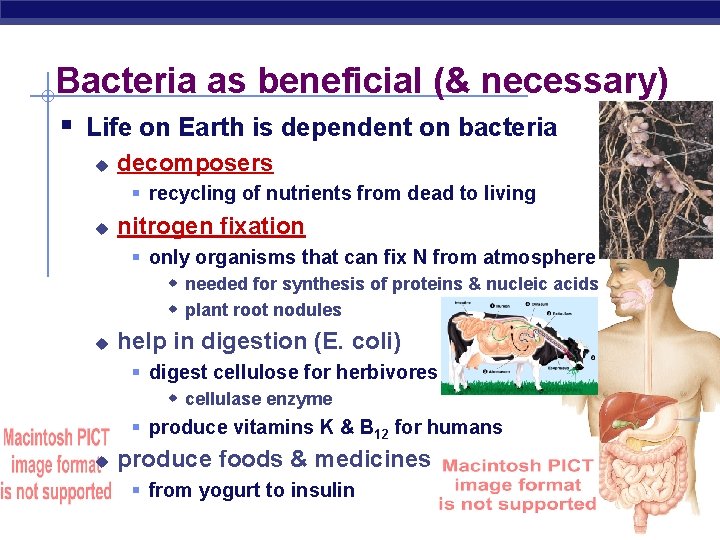 Bacteria as beneficial (& necessary) § Life on Earth is dependent on bacteria u