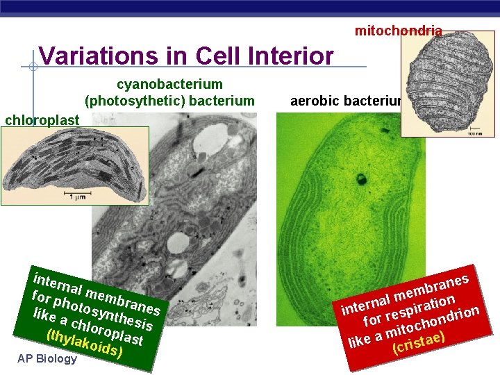 mitochondria Variations in Cell Interior cyanobacterium (photosythetic) bacterium aerobic bacterium chloroplast inter na for