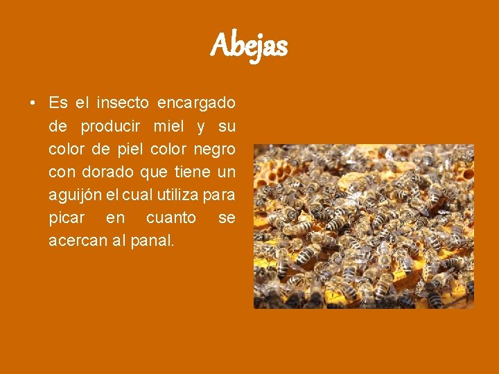 Abejas • Es el insecto encargado de producir miel y su color de piel