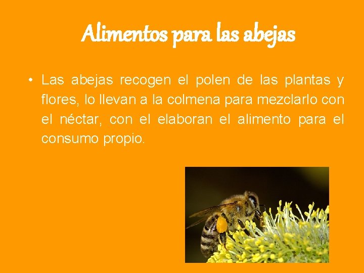 Alimentos para las abejas • Las abejas recogen el polen de las plantas y