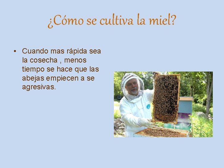 ¿Cómo se cultiva la miel? • Cuando mas rápida sea la cosecha , menos