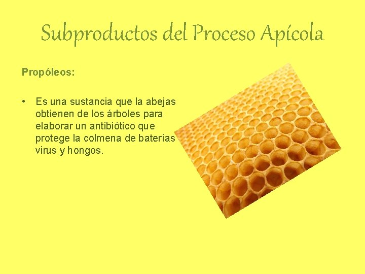 Subproductos del Proceso Apícola Propóleos: • Es una sustancia que la abejas obtienen de