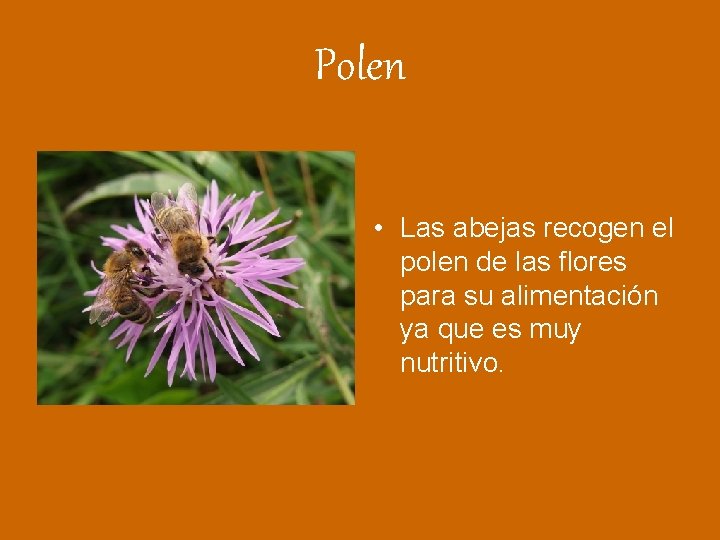 Polen • Las abejas recogen el polen de las flores para su alimentación ya