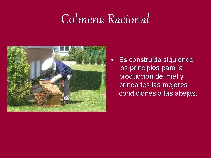 Colmena Racional • Es construida siguiendo los principios para la producción de miel y