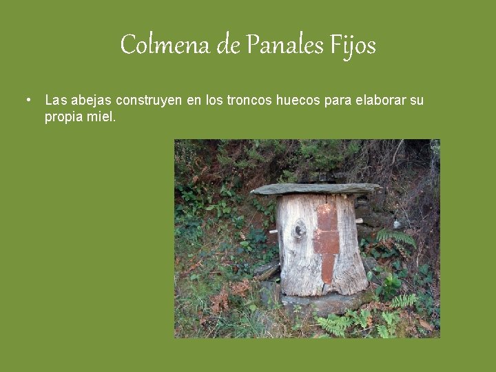 Colmena de Panales Fijos • Las abejas construyen en los troncos huecos para elaborar