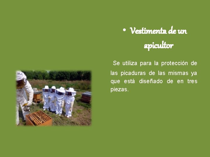  • Vestimenta de un apicultor Se utiliza para la protección de las picaduras