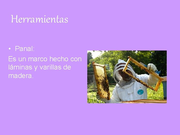 Herramientas • Panal: Es un marco hecho con láminas y varillas de madera. 