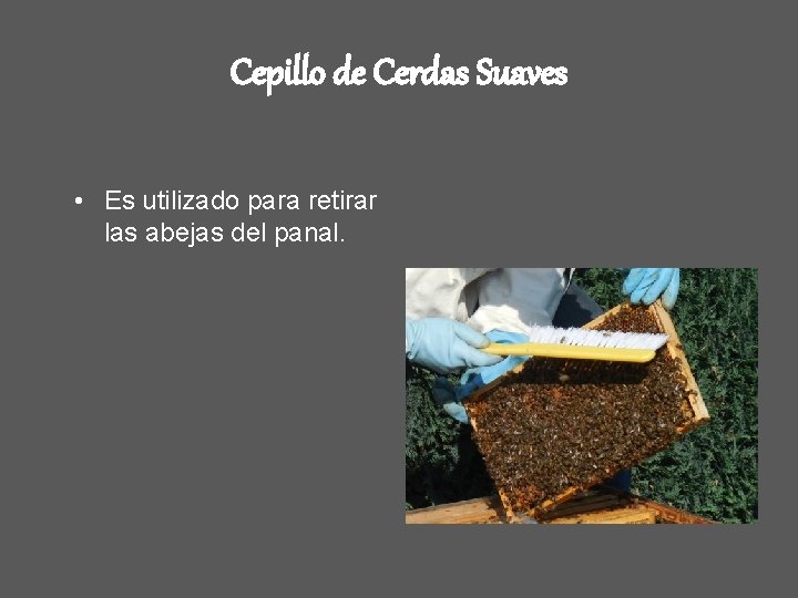 Cepillo de Cerdas Suaves • Es utilizado para retirar las abejas del panal. 