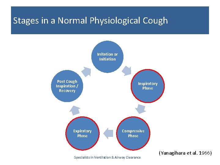 Stages in a Normal Physiological Cough Irritation or Initiation Post Cough Inspiration / Recovery