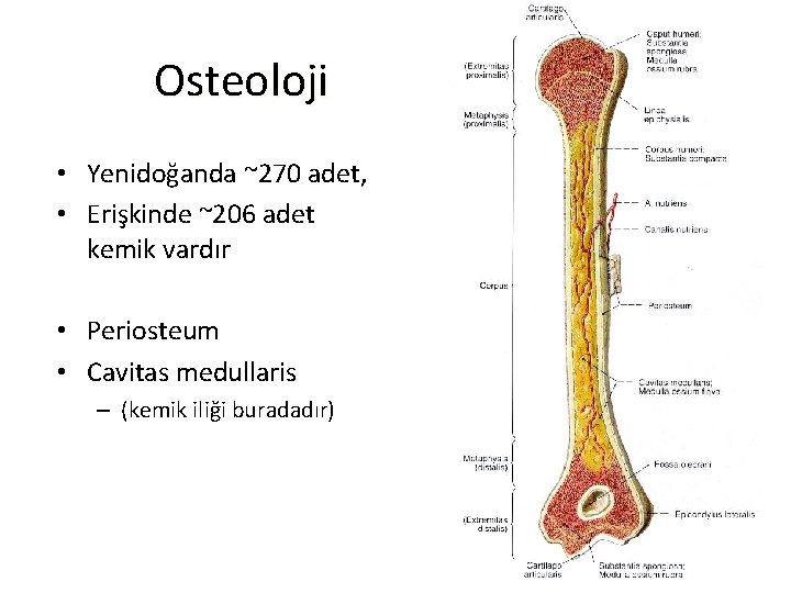 Osteoloji • Yenidoğanda ~270 adet, • Erişkinde ~206 adet kemik vardır • Periosteum •