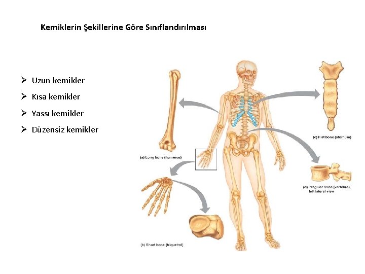 Kemiklerin Şekillerine Göre Sınıflandırılması Ø Uzun kemikler Ø Kısa kemikler Ø Yassı kemikler Ø