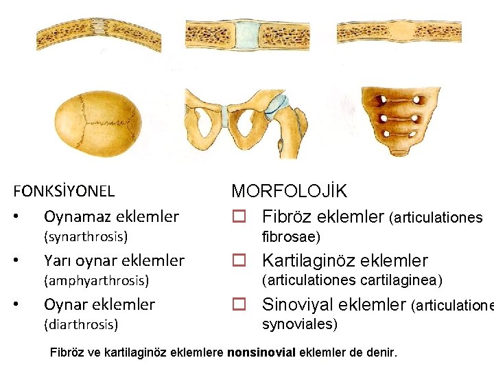 SINIFLANDIRMA FONKSİYONEL • Oynamaz eklemler (synarthrosis) • Yarı oynar eklemler (amphyarthrosis) • Oynar eklemler