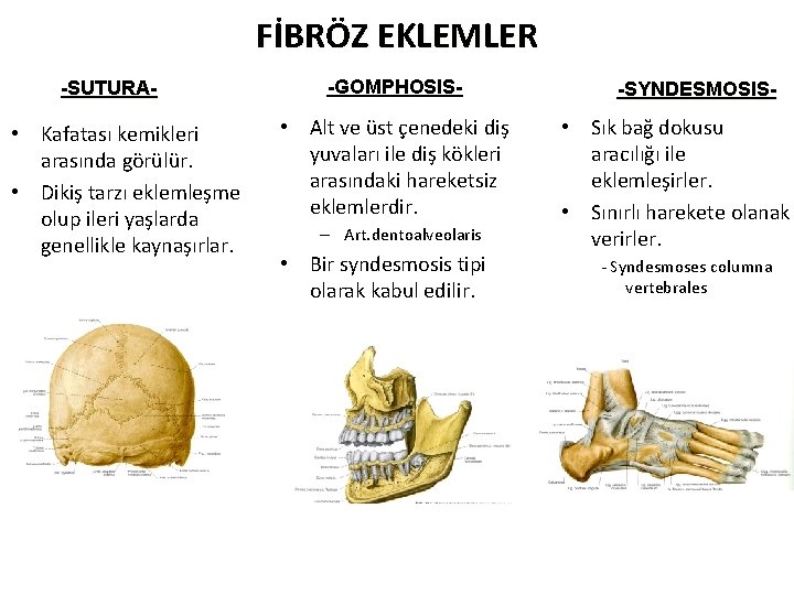 FİBRÖZ EKLEMLER -SUTURA- • Kafatası kemikleri arasında görülür. • Dikiş tarzı eklemleşme olup ileri