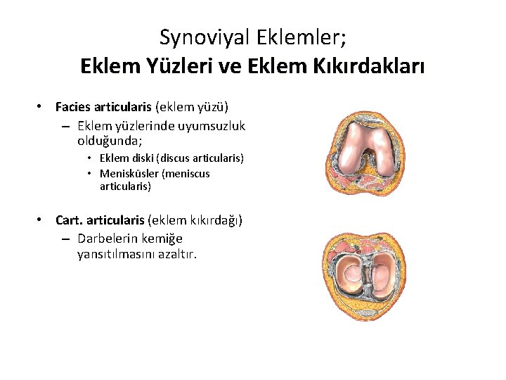 Synoviyal Eklemler; Eklem Yüzleri ve Eklem Kıkırdakları • Facies articularis (eklem yüzü) – Eklem