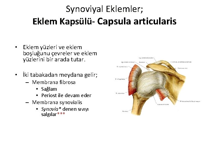 Synoviyal Eklemler; Eklem Kapsülü- Capsula articularis • Eklem yüzleri ve eklem boşluğunu çevreler ve