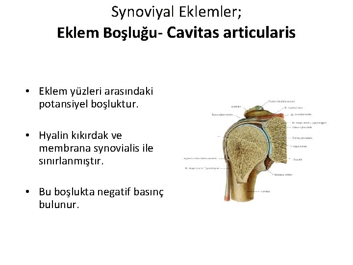 Synoviyal Eklemler; Eklem Boşluğu- Cavitas articularis • Eklem yüzleri arasındaki potansiyel boşluktur. • Hyalin