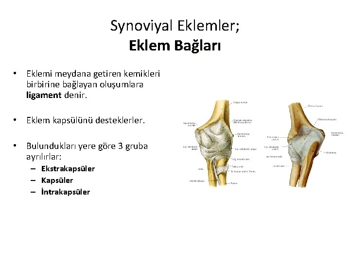 Synoviyal Eklemler; Eklem Bağları • Eklemi meydana getiren kemikleri birbirine bağlayan oluşumlara ligament denir.