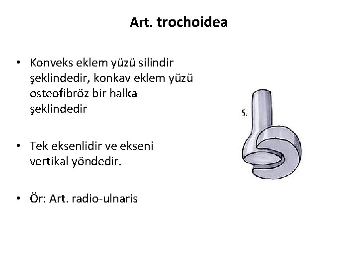 Art. trochoidea • Konveks eklem yüzü silindir şeklindedir, konkav eklem yüzü osteofibröz bir halka