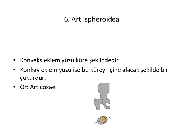 6. Art. spheroidea • Konveks eklem yüzü küre şeklindedir • Konkav eklem yüzü ise