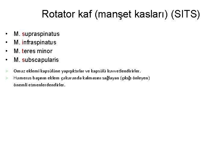 Rotator kaf (manşet kasları) (SITS) • • M. supraspinatus M. infraspinatus M. teres minor