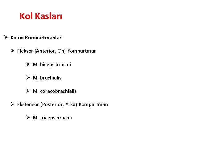 Kol Kasları Ø Kolun Kompartmanları Ø Fleksor (Anterior, Ön) Kompartman Ø M. biceps brachii