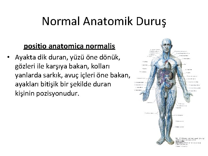 Normal Anatomik Duruş positio anatomica normalis • Ayakta dik duran, yüzü öne dönük, gözleri