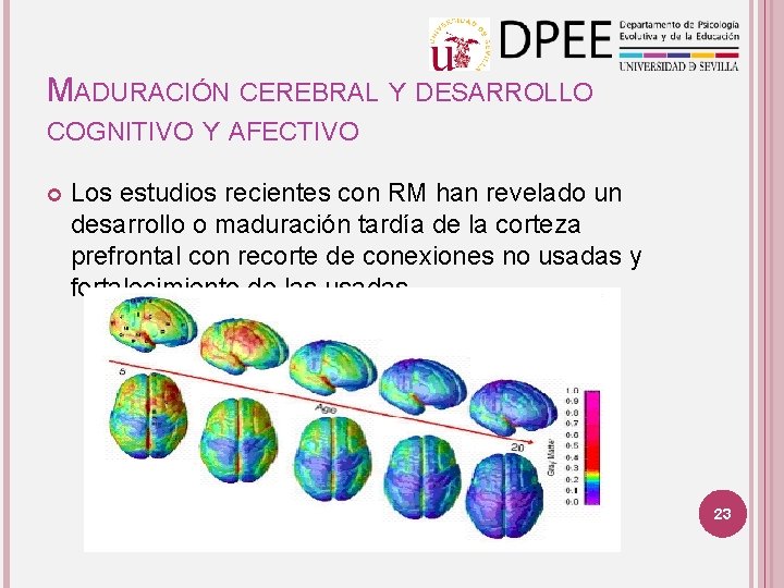 MADURACIÓN CEREBRAL Y DESARROLLO COGNITIVO Y AFECTIVO Los estudios recientes con RM han revelado MADURACIÓN CEREBRAL Y DESARROLLO COGNITIVO Y AFECTIVO Los estudios recientes con RM han revelado