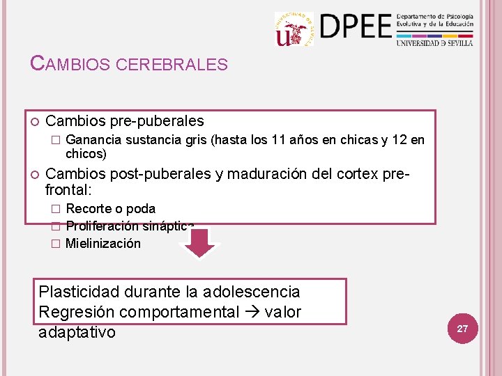 CAMBIOS CEREBRALES Cambios pre-puberales � Ganancia sustancia gris (hasta los 11 años en chicas