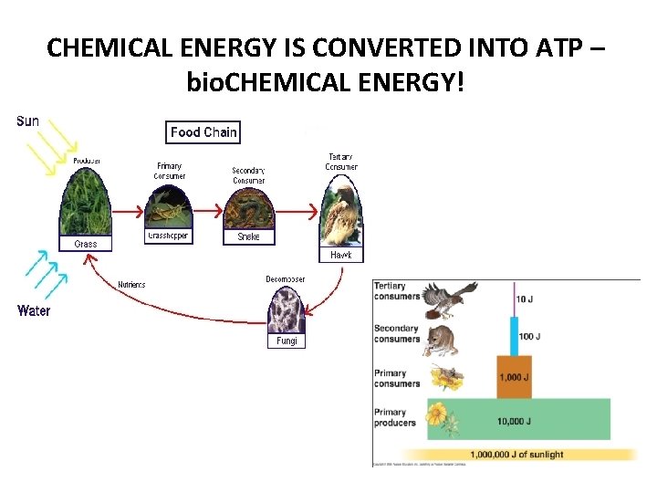 CHEMICAL ENERGY IS CONVERTED INTO ATP – bio. CHEMICAL ENERGY! 