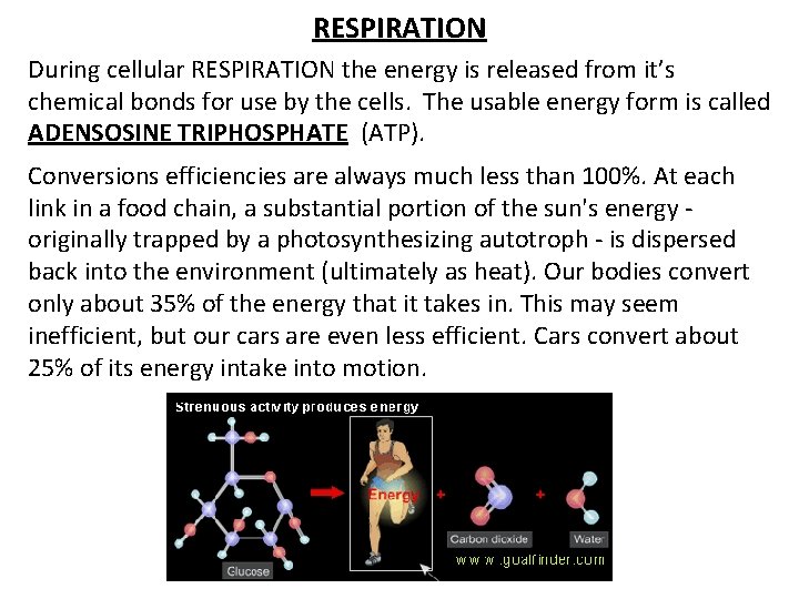 RESPIRATION During cellular RESPIRATION the energy is released from it’s chemical bonds for use