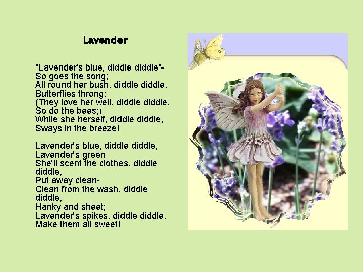Lavender "Lavender's blue, diddle"So goes the song; All round her bush, diddle, Butterflies throng;