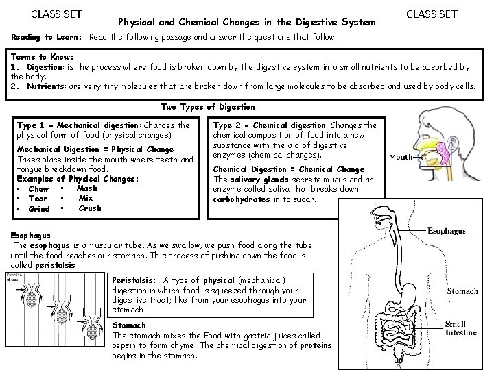 CLASS SET Physical and Chemical Changes in the Digestive System CLASS SET Reading to