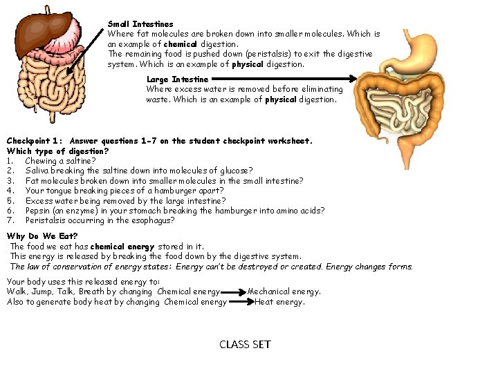 Small Intestines Where fat molecules are broken down into smaller molecules. Which is an