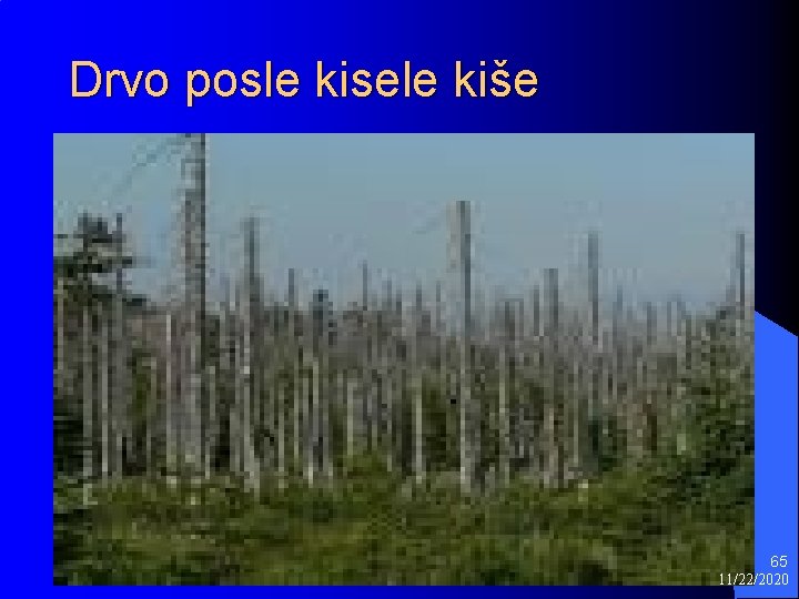 Drvo posle kisele kiše 65 11/22/2020 