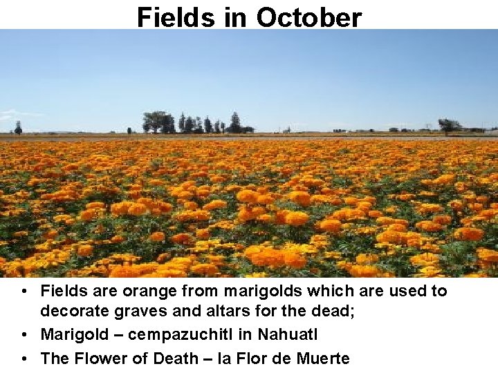 Fields in October • Fields are orange from marigolds which are used to decorate