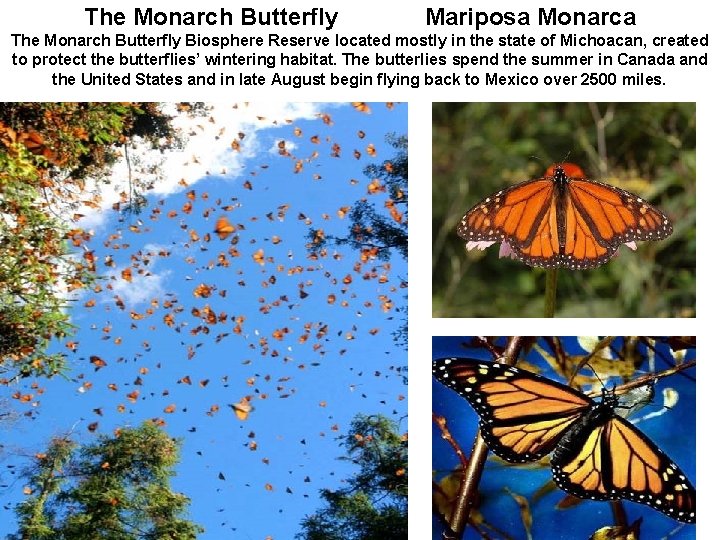 The Monarch Butterfly Mariposa Monarca The Monarch Butterfly Biosphere Reserve located mostly in the