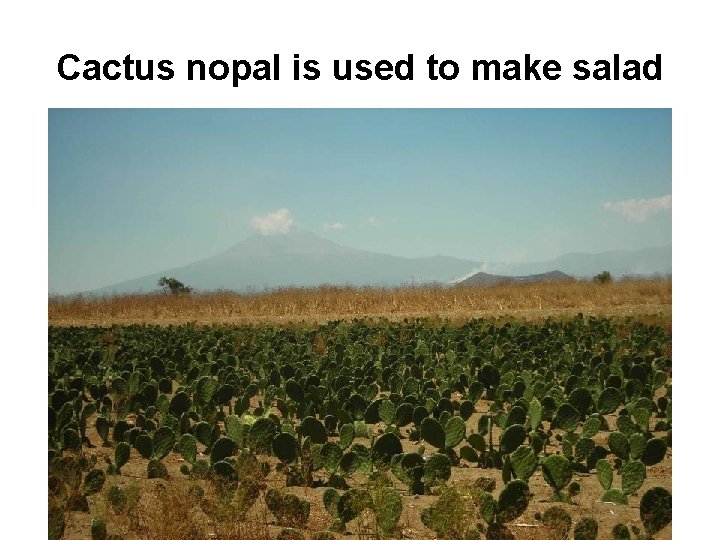 Cactus nopal is used to make salad 