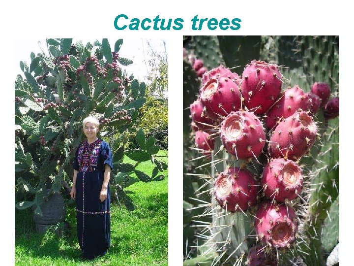 Cactus trees 