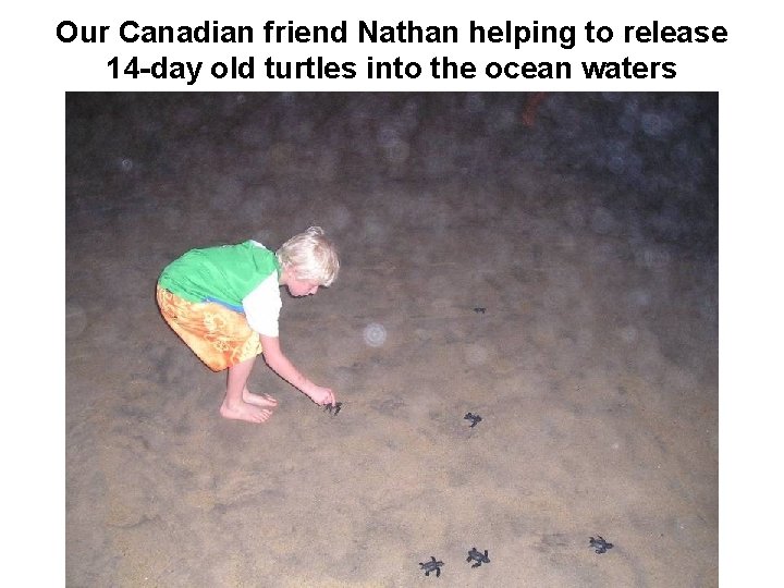 Our Canadian friend Nathan helping to release 14 -day old turtles into the ocean