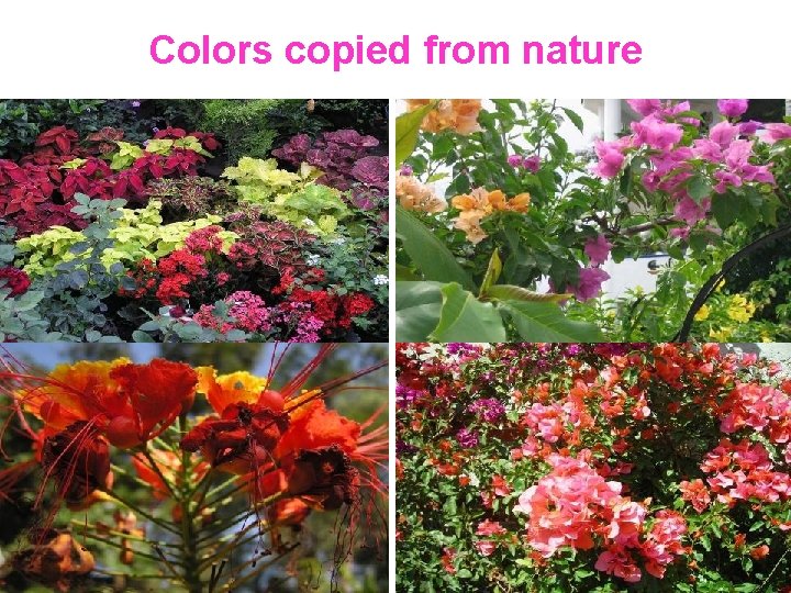 Colors copied from nature 