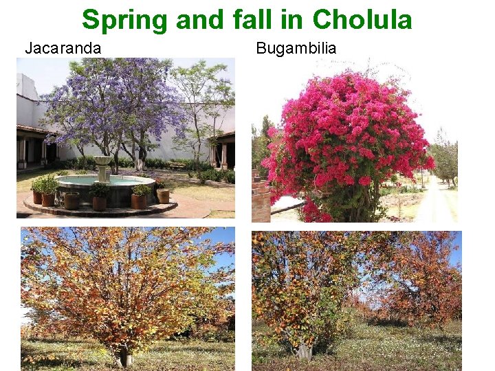 Spring and fall in Cholula Jacaranda Bugambilia 