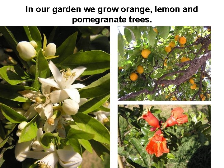 In our garden we grow orange, lemon and pomegranate trees. 