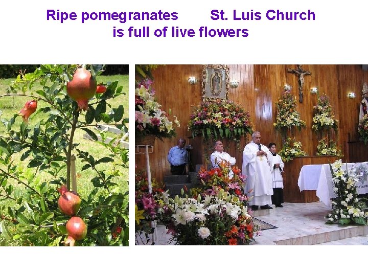 Ripe pomegranates St. Luis Church is full of live flowers 