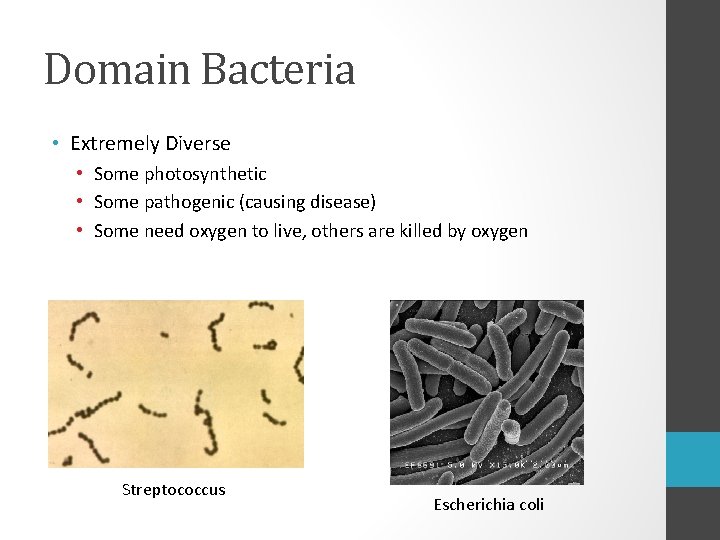 Domain Bacteria • Extremely Diverse • Some photosynthetic • Some pathogenic (causing disease) •