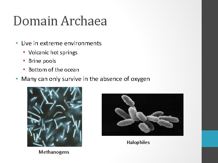 Domain Archaea • Live in extreme environments • Volcanic hot springs • Brine pools