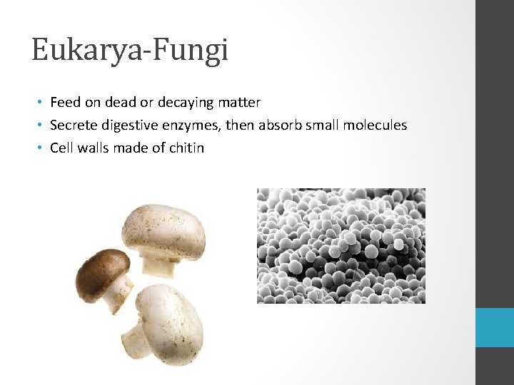 Eukarya-Fungi • Feed on dead or decaying matter • Secrete digestive enzymes, then absorb