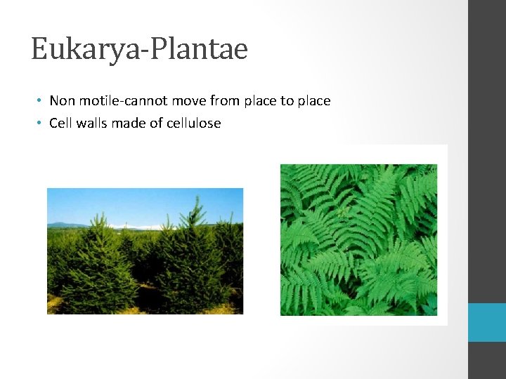 Eukarya-Plantae • Non motile-cannot move from place to place • Cell walls made of