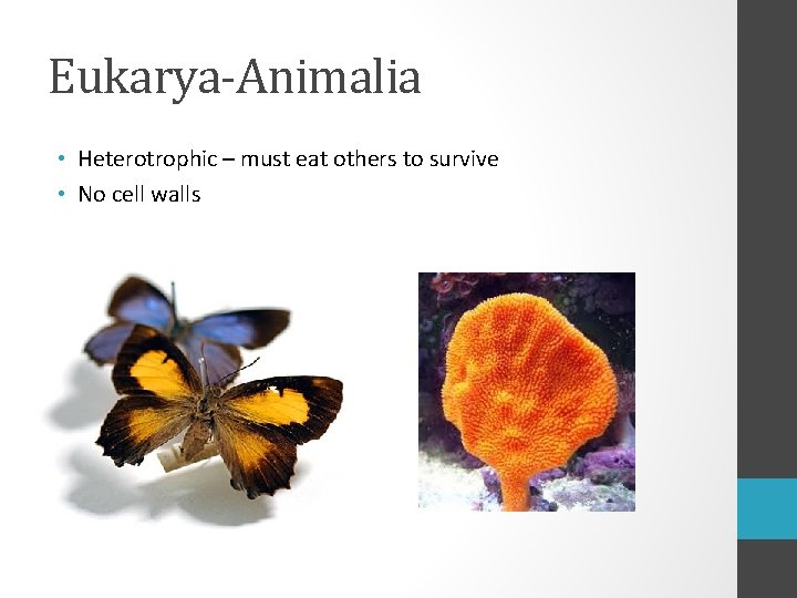 Eukarya-Animalia • Heterotrophic – must eat others to survive • No cell walls 