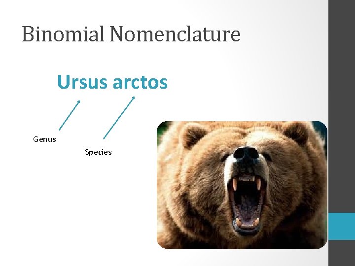 Binomial Nomenclature Ursus arctos Genus Species 